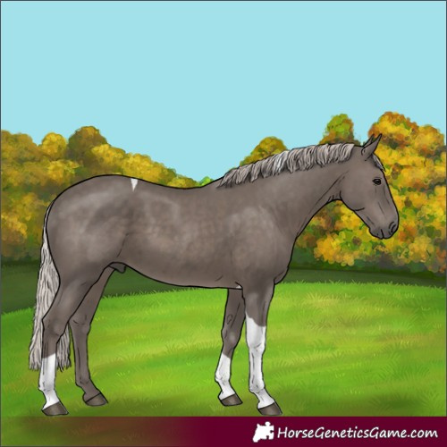 Horse Color:Silver Black Tobiano 