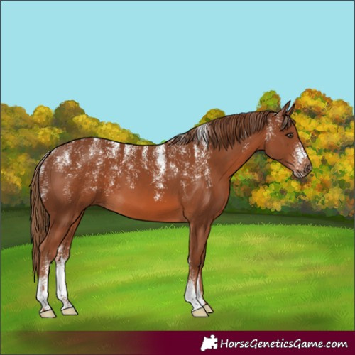 Horse Color:Powder White Chestnut 