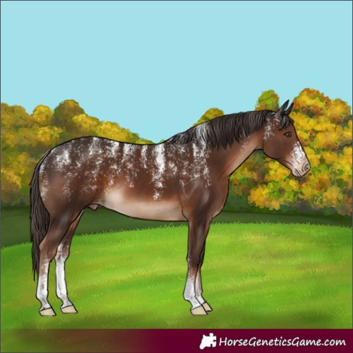 Horse Color:Powder White Liver Chestnut Varnish