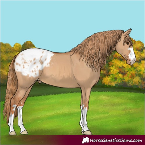 Horse Color:Red Dun Appaloosa