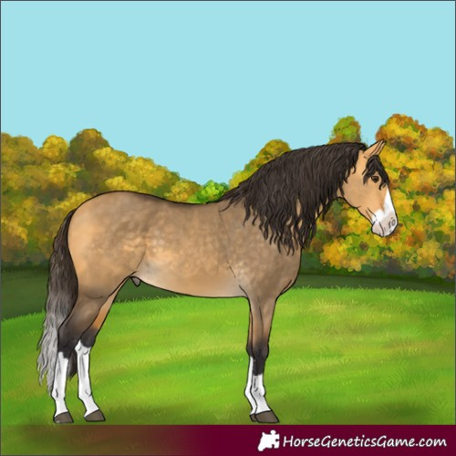 Horse Color:Buckskin Dun Splash 