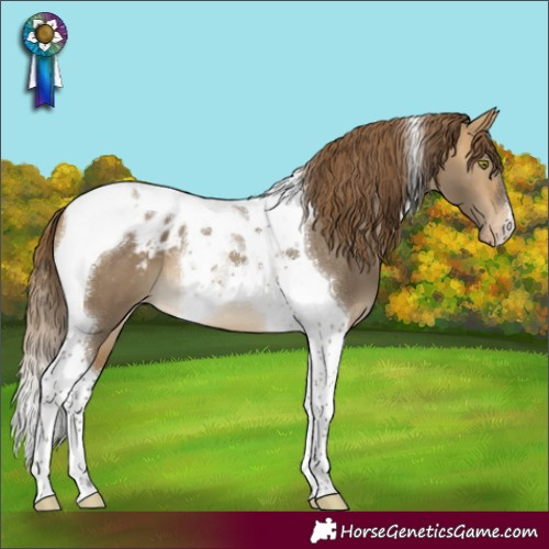Horse Color:Buckskin Dun Mushroom Tobiano Appaloosa