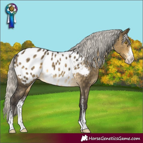 Horse Color:Silver Buckskin Dun Sabino Appaloosa