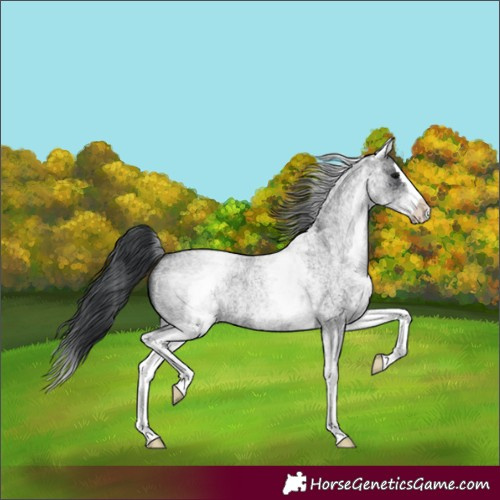 Horse Color:White Spotted Blue Roan Splash Rabicano 