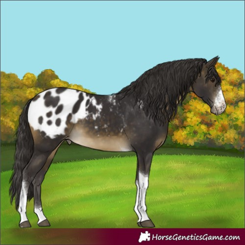 Horse Color:Buckskin Sabino Tobiano Appaloosa 