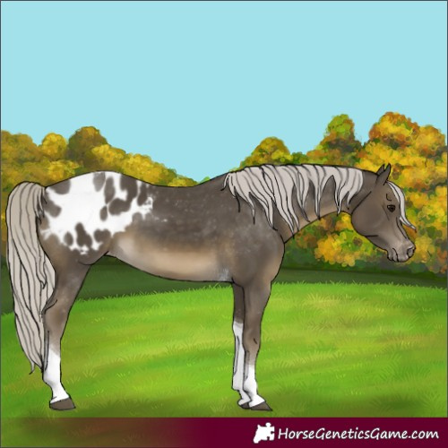 Horse Color:Silver Smoky Black Tobiano Appaloosa