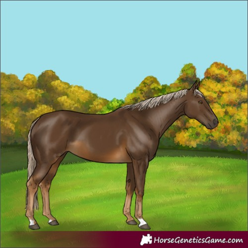 Horse Color:Chocolate Palomino