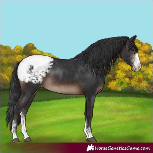 Horse Color:Brown Sabino Appaloosa 