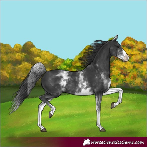 Horse Color:Unknown 
