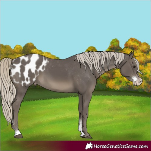 Horse Color:Silver Smoky Black Sabino Appaloosa