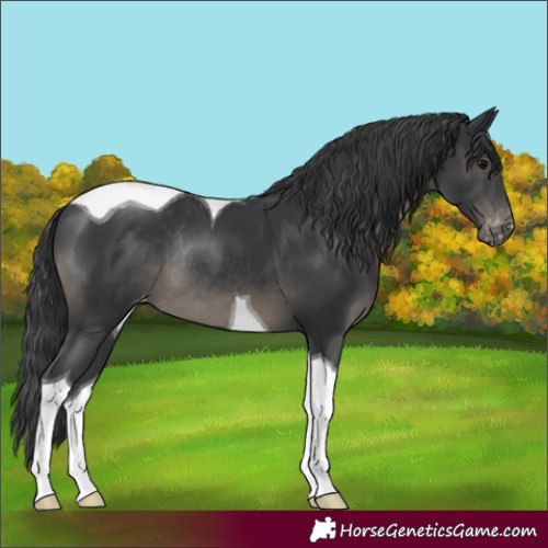 Horse Color:Black Tobiano Appaloosa Rabicano