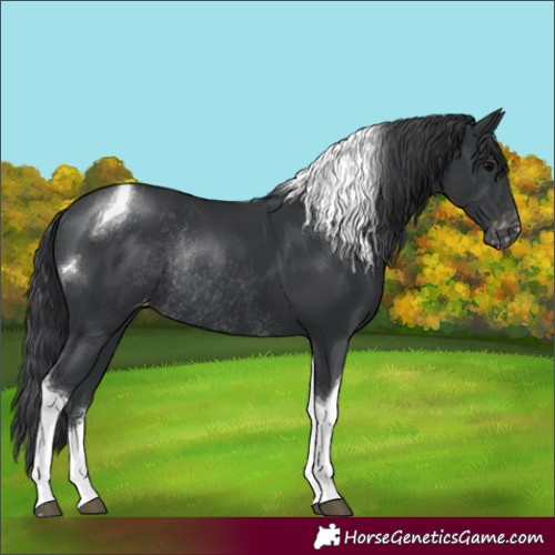 Horse Color:Black Tobiano Appaloosa Rabicano