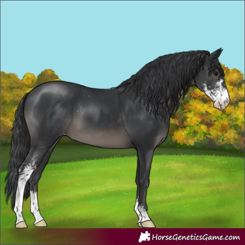 Horse Color:Black Sabino Appaloosa
