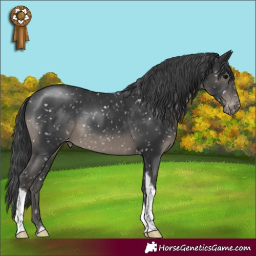 Horse Color:Black Tobiano Appaloosa Rabicano 