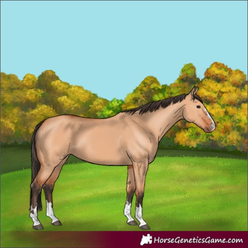 Horse Color:Bay Dun 