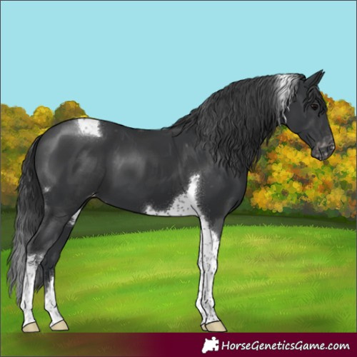 Horse Color:Black Tobiano Appaloosa