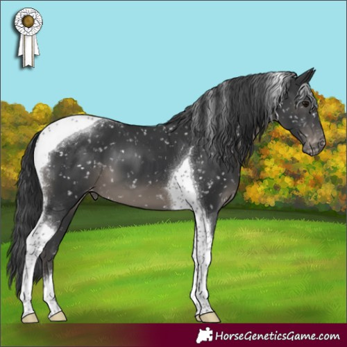 Horse Color:Black Tobiano Appaloosa