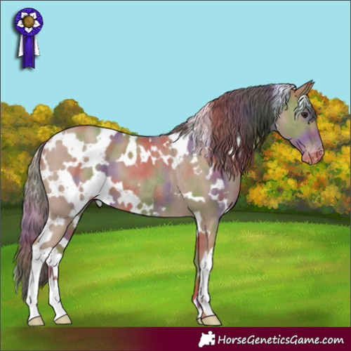 Horse Color:Nacre White Spotted Classic Champagne Appaloosa