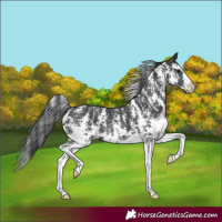 Horse Color:Black Sabino Splash