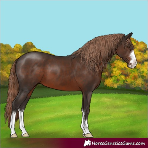 Horse Color:Liver Chestnut