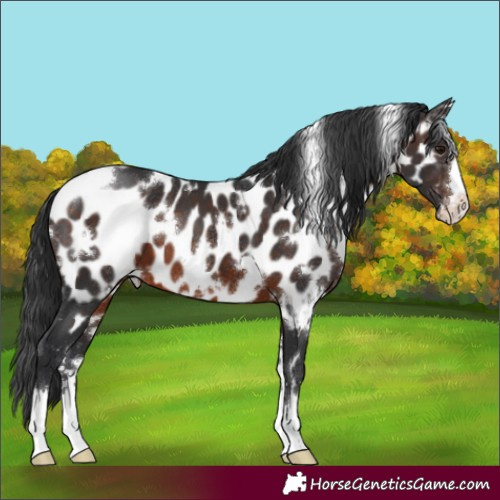 Horse Color:White Spotted Brown Appaloosa 