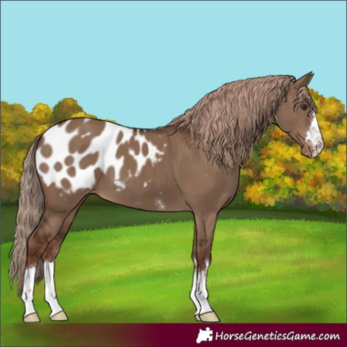 Horse Color:Liver Red Dun Appaloosa