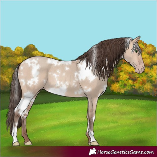 Horse Color:White Spotted Amber Champagne Dun 