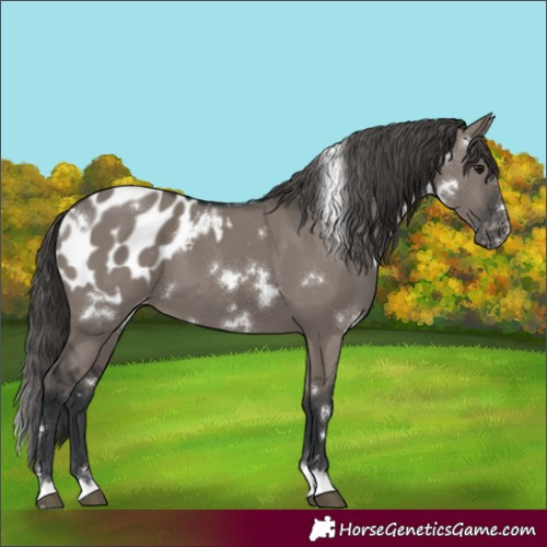 Horse Color:White Spotted Grullo Blanket