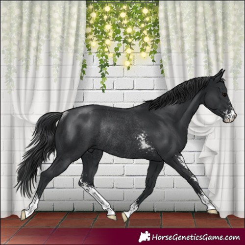 Horse Color:Black Sabino Rabicano