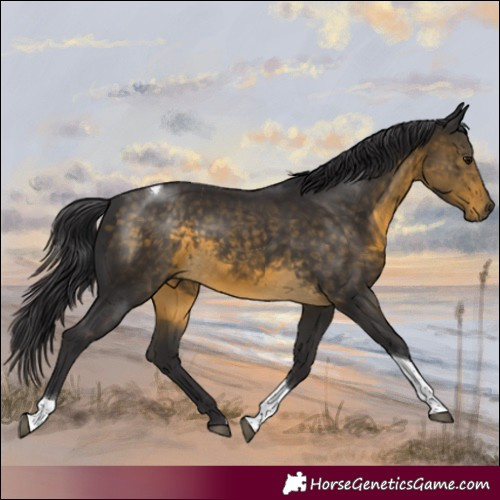 Horse Color:Buckskin Tobiano 