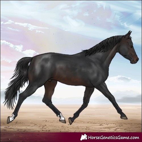 Horse Color:Brown 