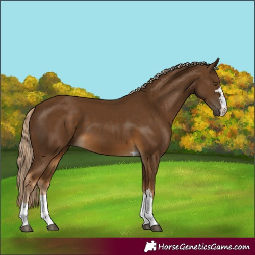 Horse Color:Chocolate Palomino 