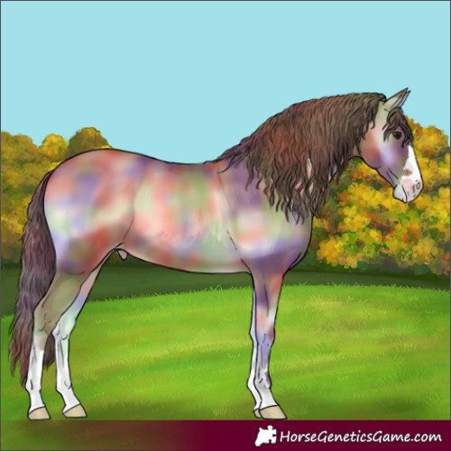 Horse Color:Nacre Classic Champagne Onyx Appaloosa