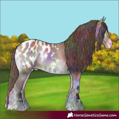 Horse Color:Nacre Bay Onyx Appaloosa