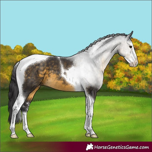 Horse Color:Buckskin Sabino Tobiano 