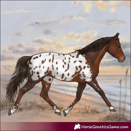 Horse Color:Liver Chestnut Blanket Rabicano