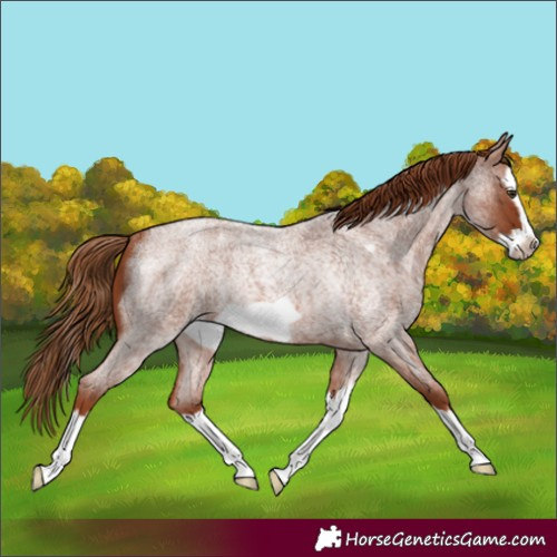 Horse Color:Red Roan Splash Frame Rabicano 