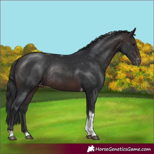 Horse Color:Brown Tobiano Appaloosa Rabicano 