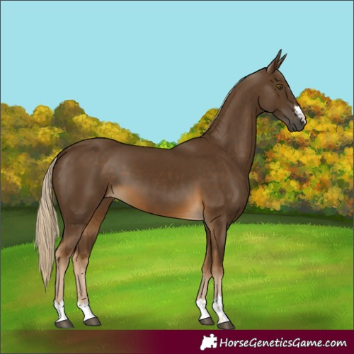 Horse Color:Chocolate Palomino