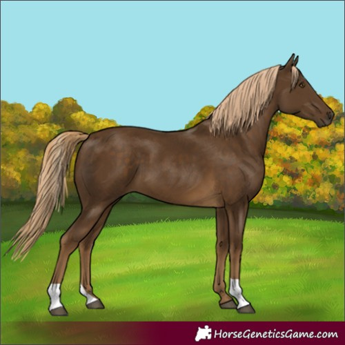Horse Color:Chocolate Palomino