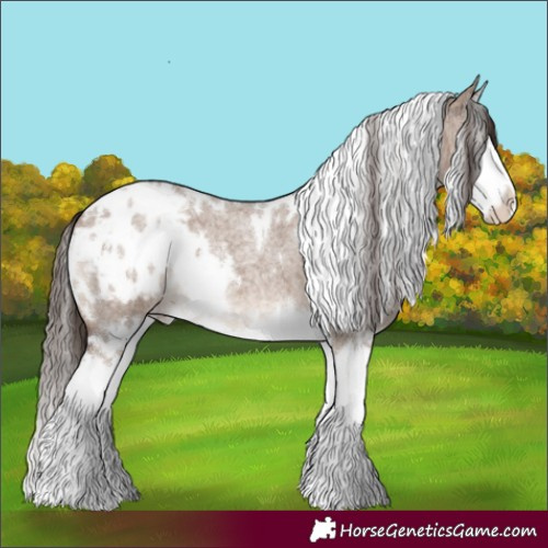 Horse Color:White Spotted Liver Red Dun Roan Splash Appaloosa