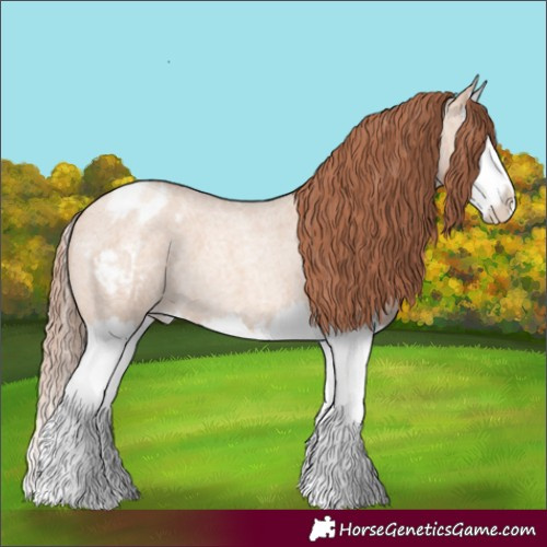 Horse Color:Gold Champagne Roan Dun Splash Appaloosa 