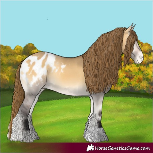 Horse Color:Buckskin Onyx Appaloosa