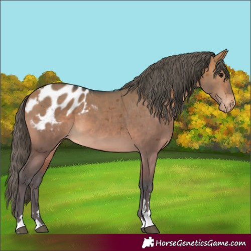 Horse Color:Bay Dun Merle Appaloosa 