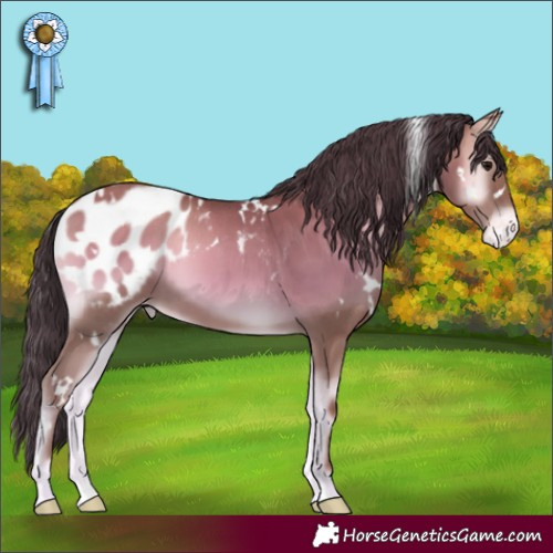 Horse Color:White Spotted Classic Champagne Onyx Appaloosa