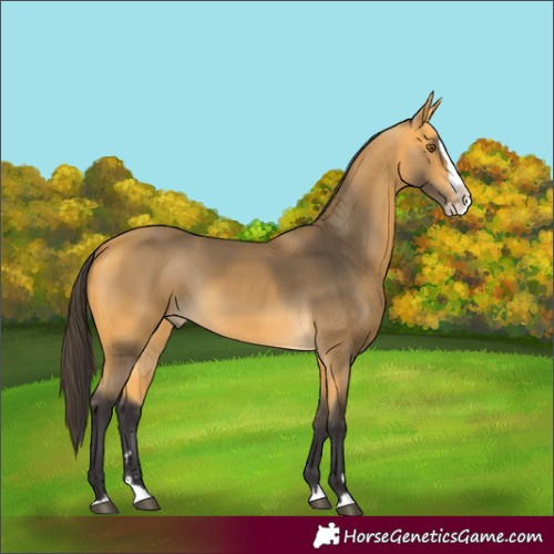 Horse Color:Buckskin Splash 
