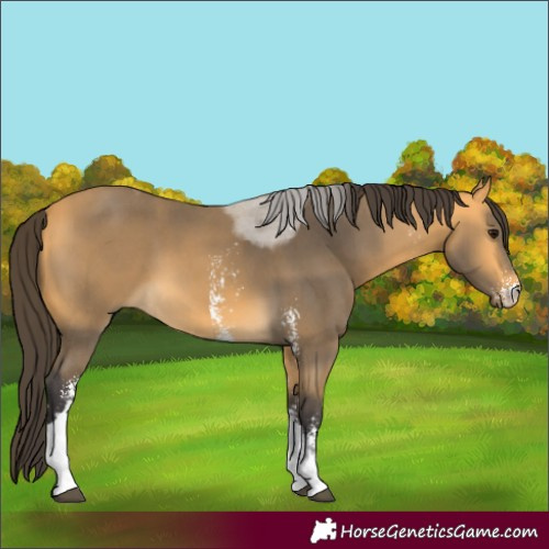 Horse Color:Buckskin Sabino Tobiano