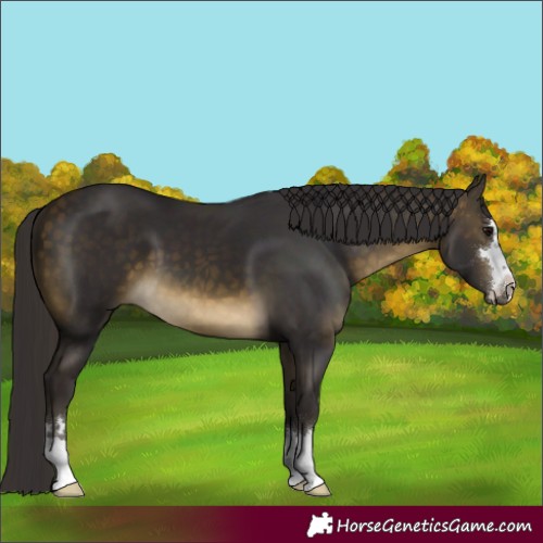 Horse Color:Buckskin