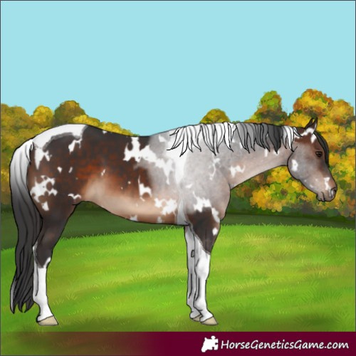 Horse Color:White Spotted Brown Tobiano 