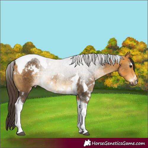Horse Color:White Spotted Buckskin Tobiano 